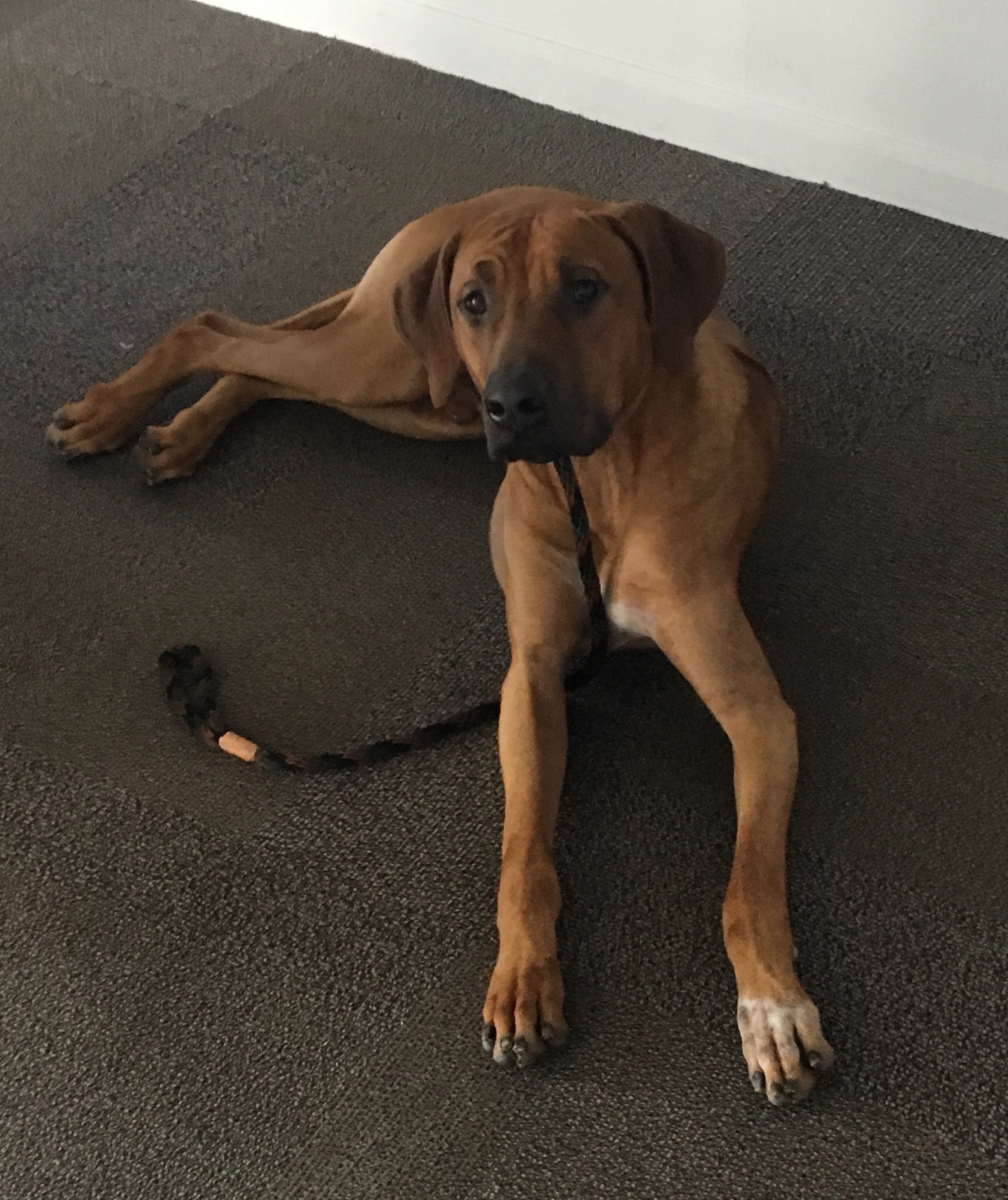 Khal-1YO